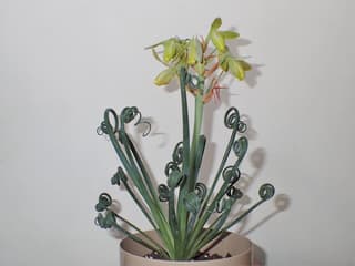 Planta Saca-rolhas