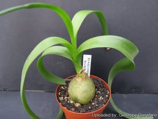 Pregnant Onion
