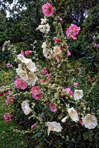 Hollyhock