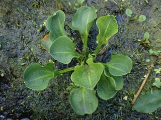 American water plantain