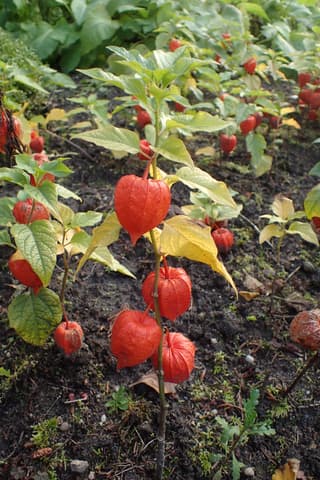 Alquequenje