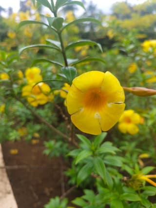 Alamanda
