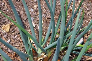Onion