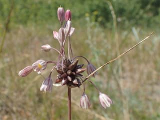Field Garlic