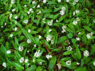 Ramsons