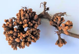 Alder