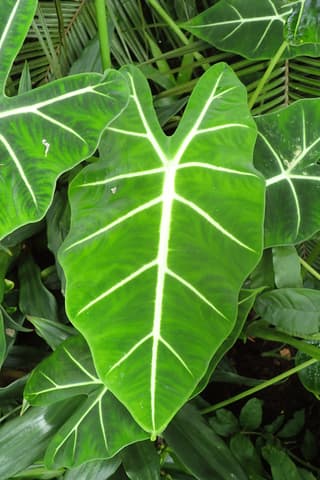 Green Velvet Alocasia