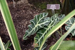 Alocasia Polly