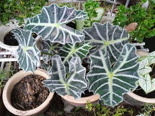 Alocasia Polly