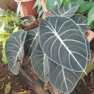 Alocasia Black Velvet