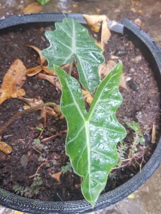 Kris Plant