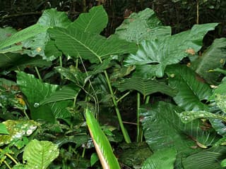 Alocasia Yucatan Princess