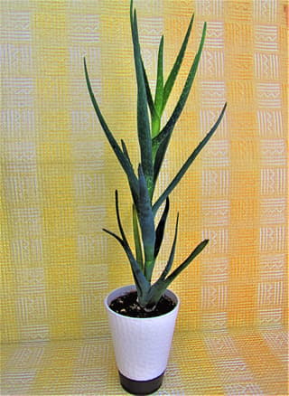Aloe