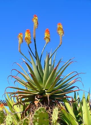 Krantz Aloe