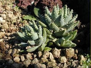Short-Leaved Aloe