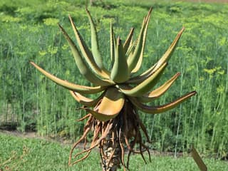 Bitter Aloe