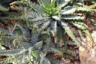 Aloe araña