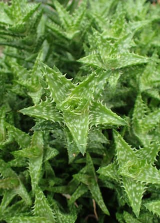 Tiger Tooth Aloe