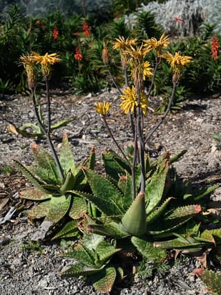 Soap Aloe