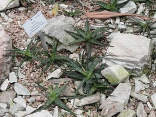 Aloe Floco de Neve