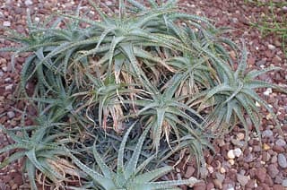 Aloe araña