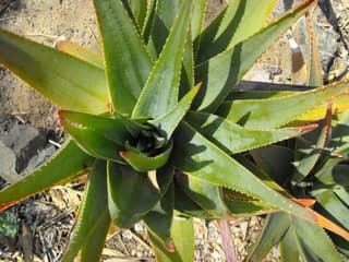 Aloe-do-fynbos