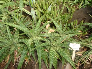 Aloes pasiasty