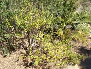 Lemon verbena