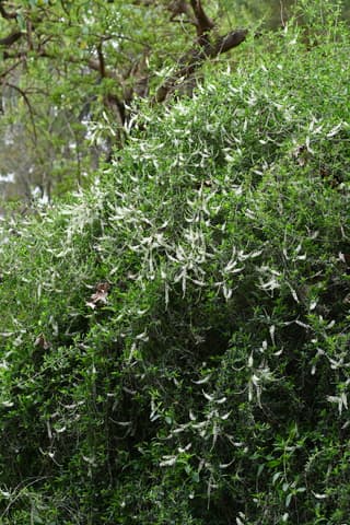 Sweet almond verbena