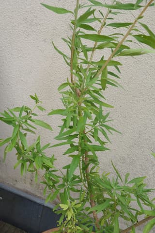 Alojzia