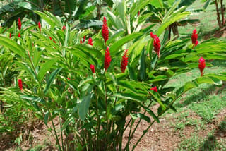 Gengibre Vermelho