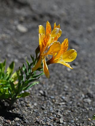 Golden Inca Lily