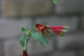 Parrot Lily