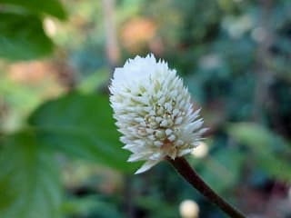 Brazilian Joyweed