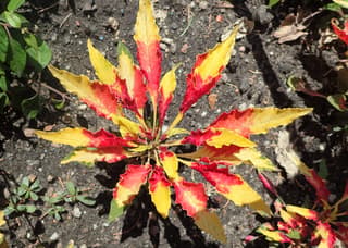 Pigweed / Amaranth (genus)
