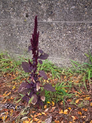 Red Amaranth