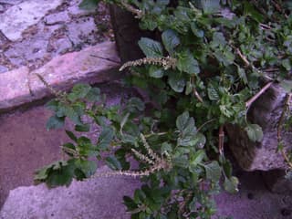 Low Amaranth
