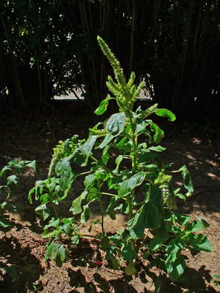 Smooth Amaranth