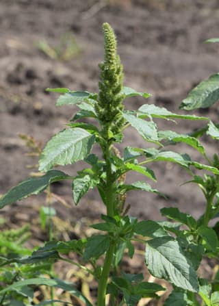 Redroot Pigweed