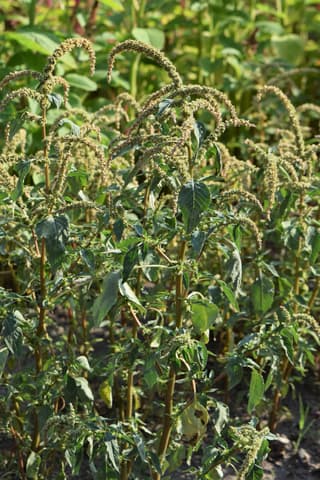 Amarante épineuse
