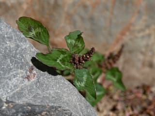 Caruru
