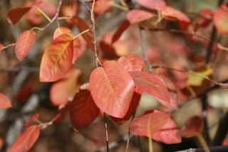 Amelanchier-do-Canadá