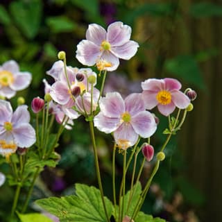Japanese Anemone