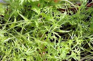 Dill
