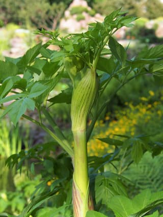 Angelica