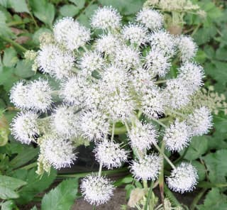 Wild Angelica