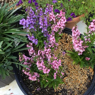 Summer Snapdragon