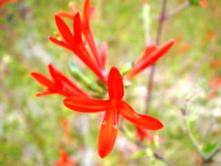 Flame Acanthus