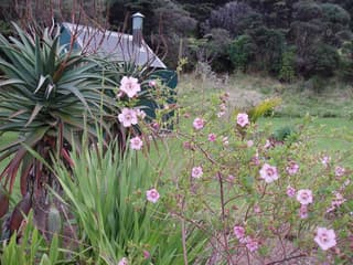 Malva-do-cabo
