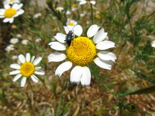 Corn chamomile